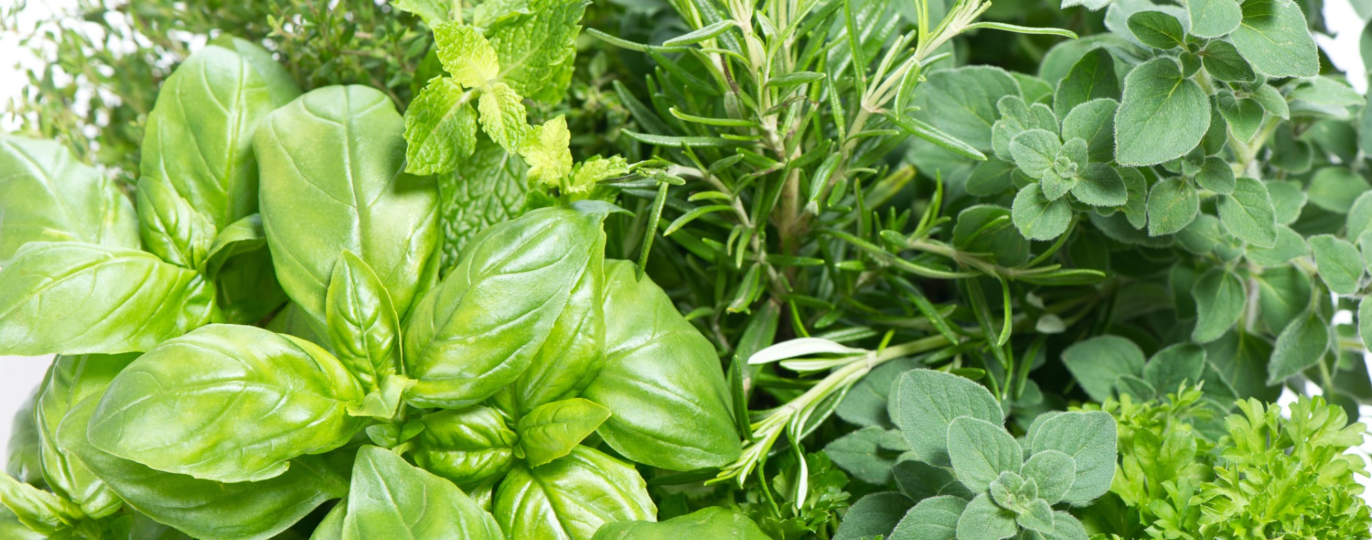 Aromáticas, condimentares e medicinais